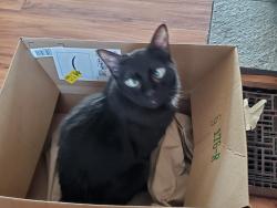 Lost Male Cat last seen Near E Kenton Drive, Salt Lake City, UT 84109