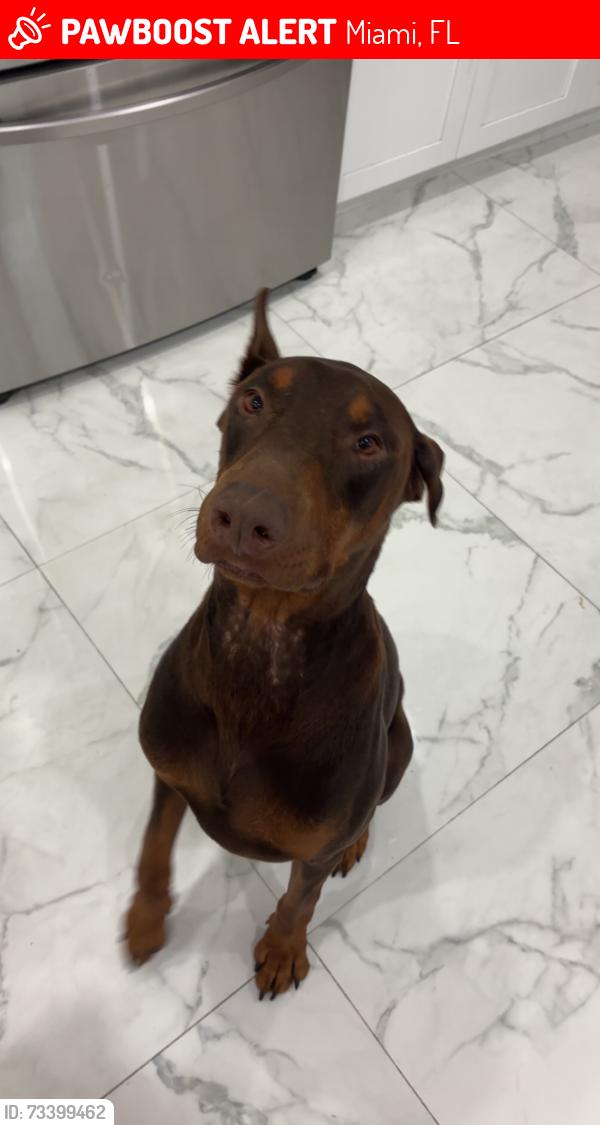 Lost Male Dog last seen 96st, Miami, FL 33186