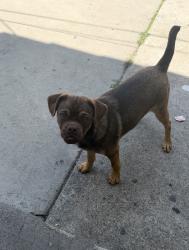 Reunited Male Dog last seen Near W 40th Pl, Los Angeles, CA 90037, USA, Los Angeles, CA 90037