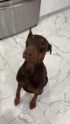 Lost Male Dog last seen 96st, Miami, FL 33186