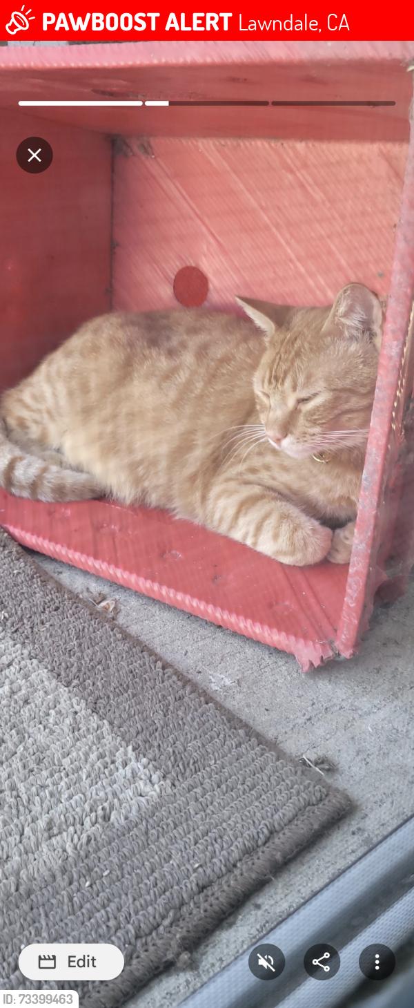 Lost Male Cat last seen Hawthorne Blvd & 167th St, Lawndale, CA 90260