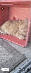 Lost Male Cat last seen Hawthorne Blvd & 167th St, Lawndale, CA 90260