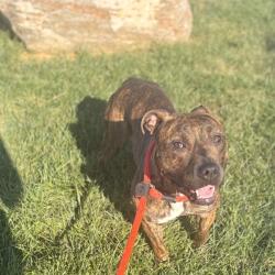 Shelter Stray Female Dog last seen , Animal Care & Control Team of Philly, 111 W Hunting Park Ave, Philadelphia, PA 19140, USA