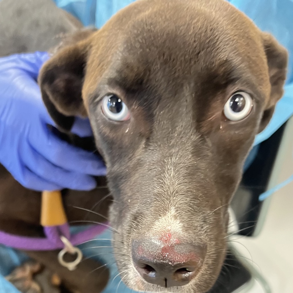 Shelter Stray Unknown Dog last seen , Animal Care & Control Team of Philly, 111 W Hunting Park Ave, Philadelphia, PA 19140, USA