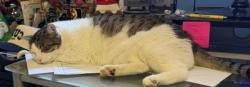 Reunited Male Cat last seen Brooktree Drive & Brookcrest Drive, near Brooktree Creek, Citrus Heights, CA 95621