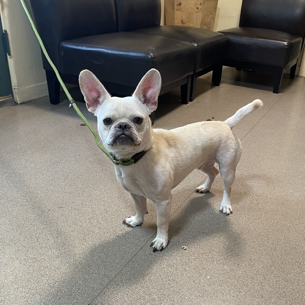 Shelter Stray Male Dog last seen , 361 S Raymond Ave, Pasadena, CA 91105, USA