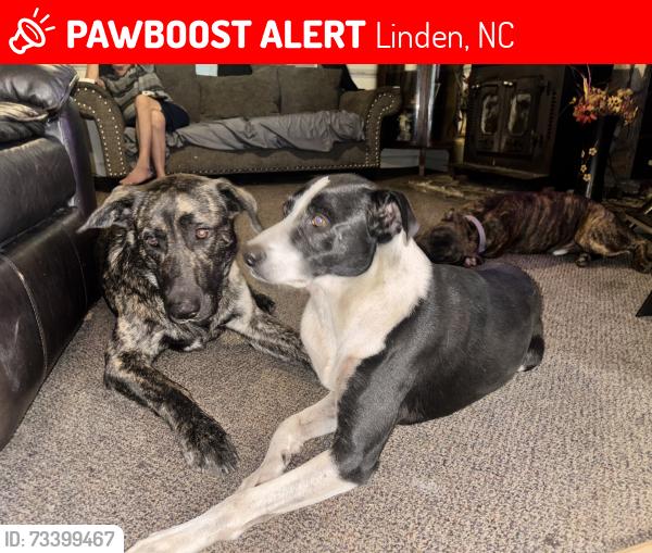 Lost Female Dog last seen Palestine rd and east reeves bridge, Linden, NC 28356