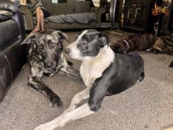 Lost Female Dog last seen Palestine rd and east reeves bridge, Linden, NC 28356