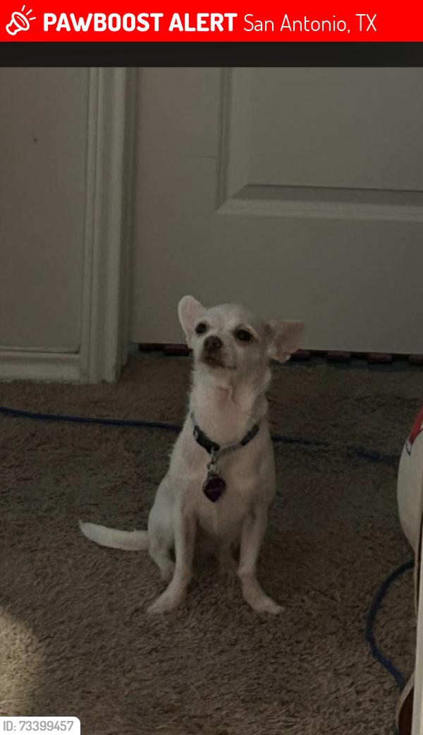 Lost Female Dog last seen Harlequin Duck St., San Antonio, TX 78253