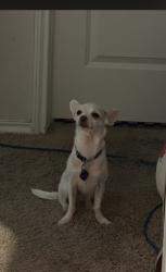 Lost Female Dog last seen Harlequin Duck St., San Antonio, TX 78253