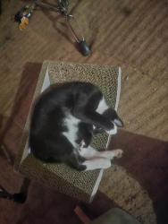 Lost Female Cat last seen S village rd Lexington sc, Lexington, SC 29072