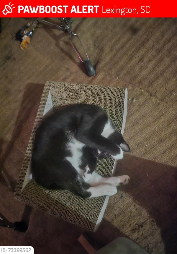Lost Female Cat last seen S village rd Lexington sc, Lexington, SC 29072