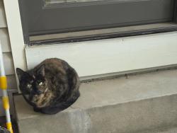 Found/Stray Female Cat last seen Near 29th Ave greeley colorado, Greeley, CO 80634