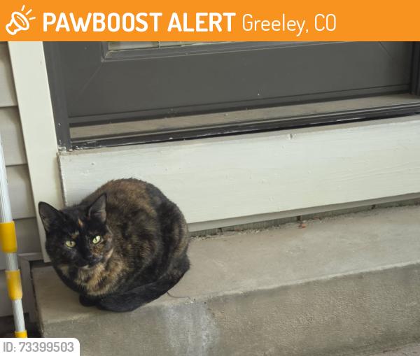 Found/Stray Female Cat last seen Near 29th Ave greeley colorado, Greeley, CO 80634
