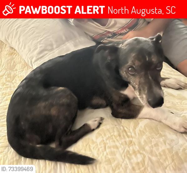 Lost Male Dog last seen France’s st north Augusta, North Augusta, SC 29841