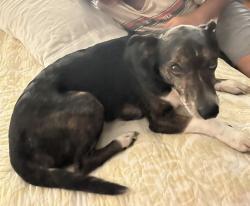 Lost Male Dog last seen France’s st north Augusta, North Augusta, SC 29841