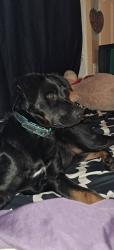 Reunited Female Dog last seen Brooks Ave, Keizer, OR 97307