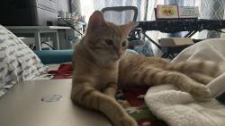 Reunited Male Cat last seen Near S Walnut St, Anaheim, CA 92802