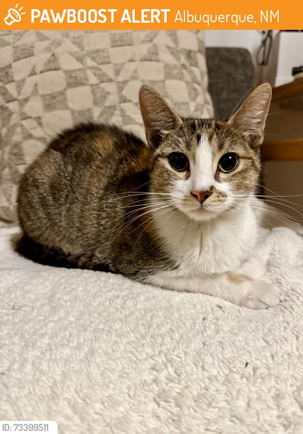 Found/Stray Female Cat last seen Broadway and San Jose, Albuquerque, NM 87102