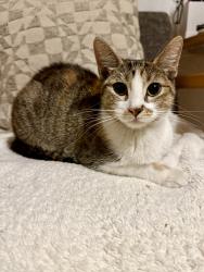 Found/Stray Female Cat last seen Broadway and San Jose, Albuquerque, NM 87102