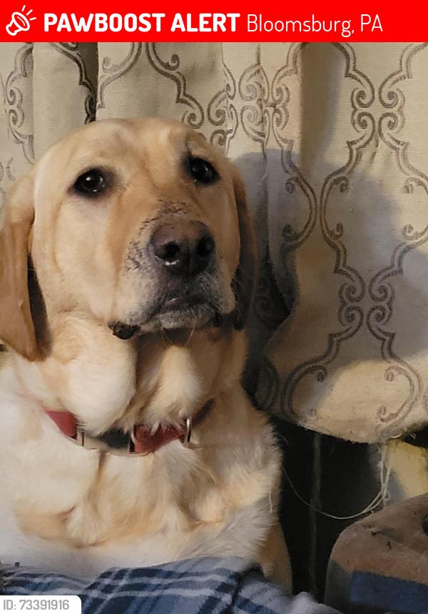 Lost Female Dog last seen Deussen and Grovania Driv, Bloomsburg, PA 17815