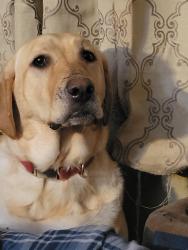 Lost Female Dog last seen Deussen and Grovania Driv, Bloomsburg, PA 17815