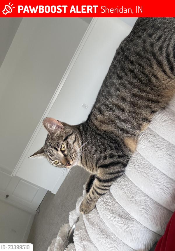 Lost Male Cat last seen Godby and jerkwater road, Sheridan, IN 46069