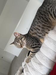 Lost Male Cat last seen Godby and jerkwater road, Sheridan, IN 46069