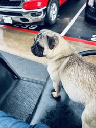 Lost Male Dog last seen Near pipers lane, San Antonio, TX 78251