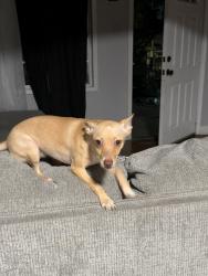 Lost Female Dog last seen San Manuel st, San Antonio, TX 78237