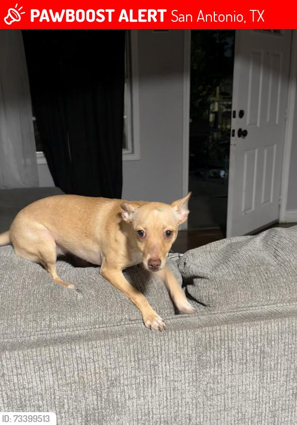 Lost Female Dog last seen San Manuel st, San Antonio, TX 78237