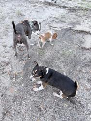 Lost Male Dog last seen Palestine and east reeves bridge, Linden, NC 28356