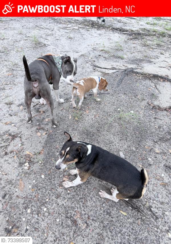 Lost Male Dog last seen Palestine and east reeves bridge, Linden, NC 28356
