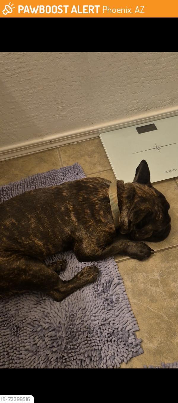 Found/Stray Male Dog last seen 51st Ave and southern, Phoenix, AZ 85339