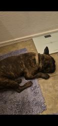 Found/Stray Male Dog last seen 51st Ave and southern, Phoenix, AZ 85339
