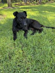 Found/Stray Male Dog last seen Reserve Ln, Awendaw, SC 29429