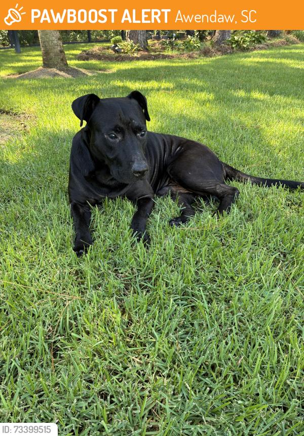 Found/Stray Male Dog last seen Reserve Ln, Awendaw, SC 29429