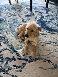 Lost Male Dog last seen 3rd Ave and McDowell, Phoenix, AZ 85003