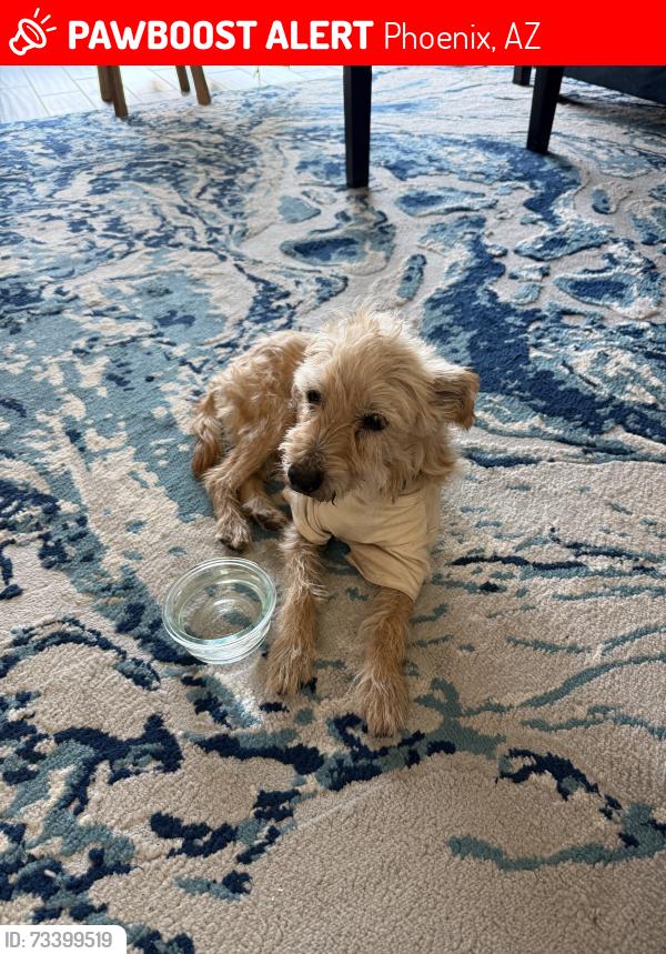 Lost Male Dog last seen 3rd Ave and McDowell, Phoenix, AZ 85003