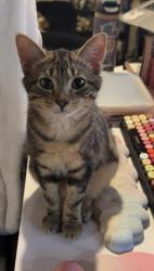 Reunited Male Cat last seen Cornell, Harvard Ave near Sevarina restaurant, Pittsburgh, PA 15229