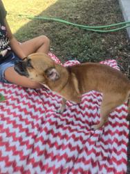 Found/Stray Male Dog last seen Jamacha Blvd, Spring Valley, CA 91941