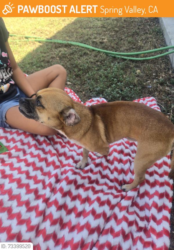 Found/Stray Male Dog last seen Jamacha Blvd, Spring Valley, CA 91941
