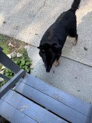 Found/Stray Male Dog last seen My Glen Golf Club, Newland, NC 28657