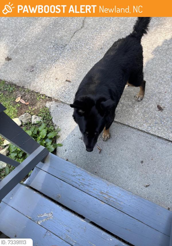 Found/Stray Male Dog last seen My Glen Golf Club, Newland, NC 28657
