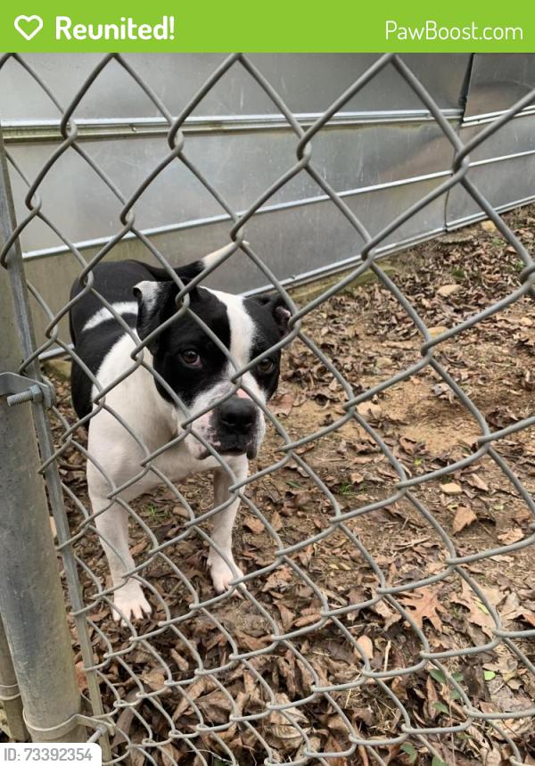 Reunited Female Dog last seen hey 11 springville, Odenville, AL 35120