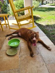 Found/Stray Female Dog last seen Cutten Road, Houston, TX 77069