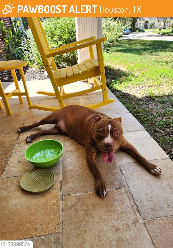 Found/Stray Female Dog last seen Cutten Road, Houston, TX 77069