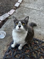 Found/Stray Male Cat last seen Goss and Wood Street, Oakland, CA 94607