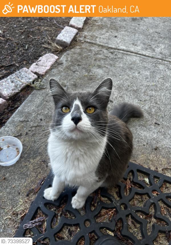 Found/Stray Male Cat last seen Goss and Wood Street, Oakland, CA 94607