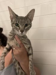 Found/Stray Female Cat last seen Mcklintock & Apache, Tempe, AZ 85281